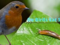 Do Birds Eat Slugs? (Safe OR Poisonous?)