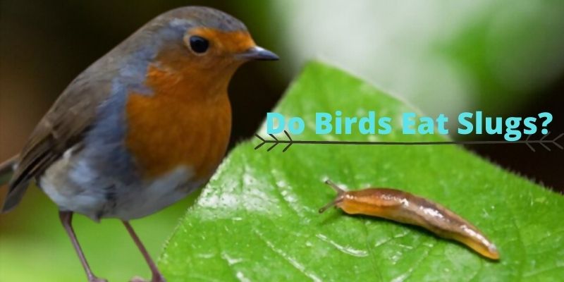 do birds eat slugs