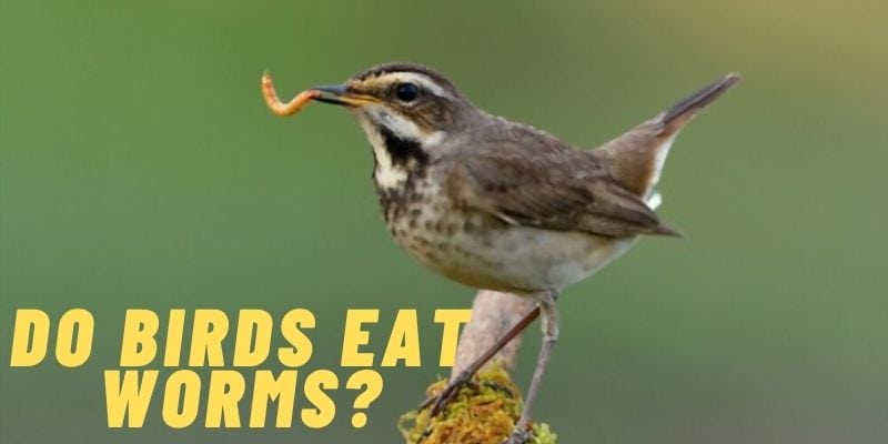 do birds eat worms, can birds eat worms