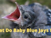 What Do Baby Blue Jays Eat? (Foods & Diet Guide)