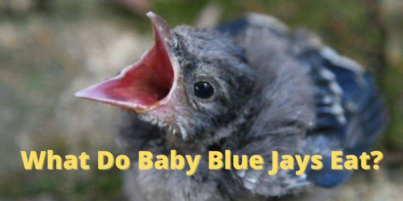 what Do Baby Blue Jays Eat