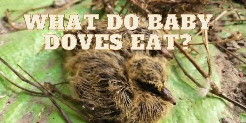 what do baby doves eat- feeding