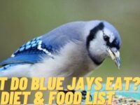 What Do Blue Jays Eat? (Feeding Tips & Favorite Foods)