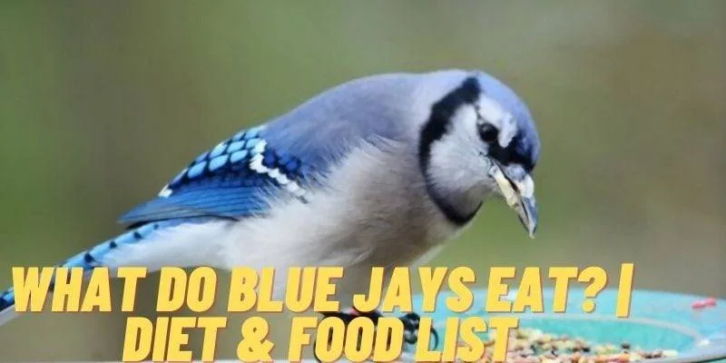 What Do Blue Jays Eat