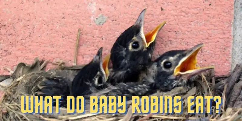 what do baby robins eat, what to feed baby robins