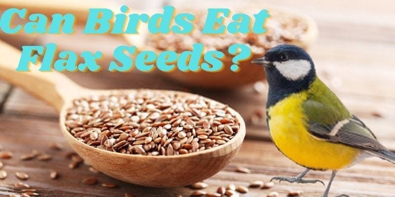 can birds eat flax seeds