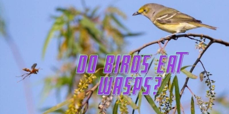 do birds eat wasps