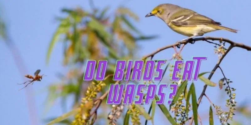 do birds eat wasps