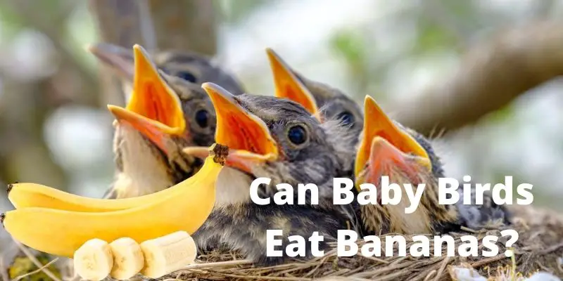 can baby birds eat bananas