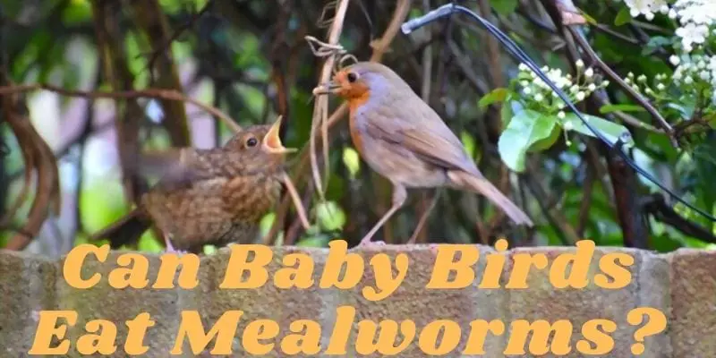 Can Baby Robins Eat Mealworms (Are Mealworms Safe?)