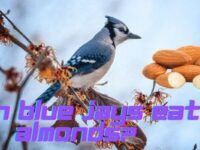 Can Blue Jays Eat Almonds? (Are Almonds Safe For Them?)