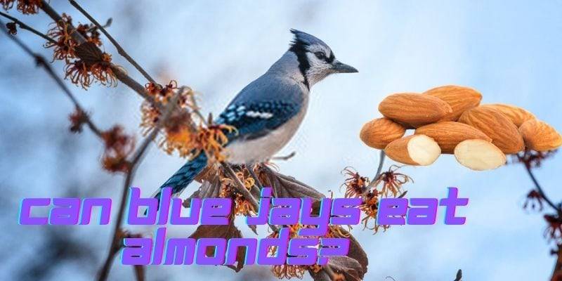 can blue jays eat almonds