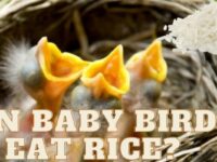 Can Baby Birds Eat Rice? (is Rice Safe For Them?)