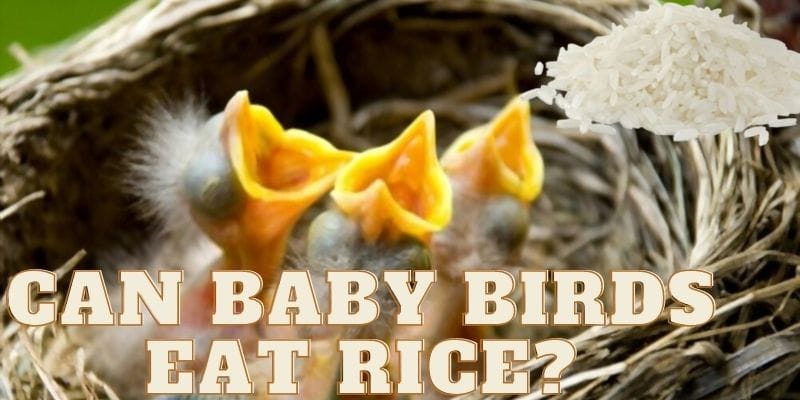 can birds eat rice, baby birds served with rice, giving baby birds rice