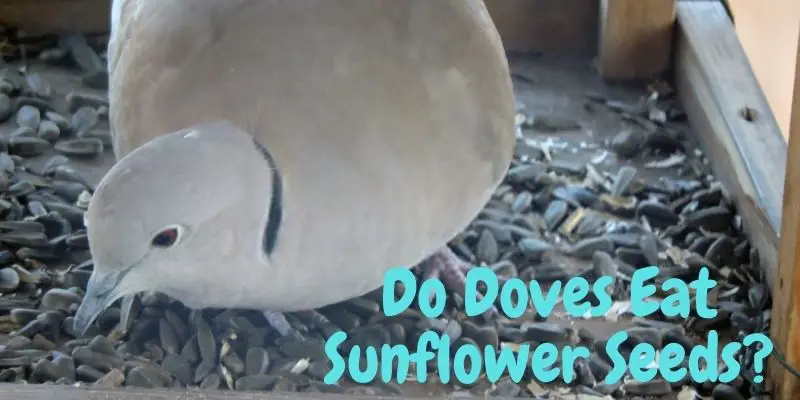 do doves eat sunflower seeds