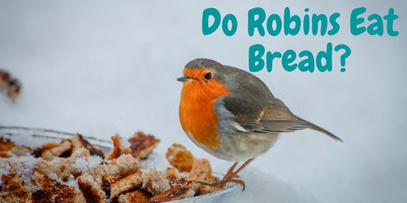 do robins eat bread