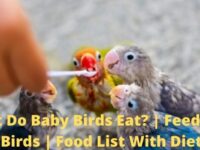 What Do Baby Birds Eat? (Diet & Feeding Tips)