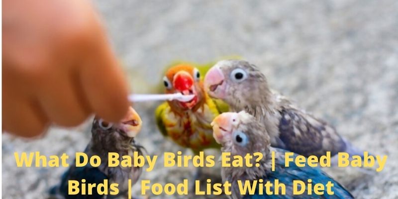 what do baby birds eat, feeding baby birds
