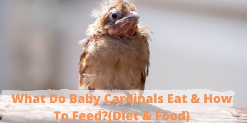 What Do Baby Cardinals Eat & How To Feed (Diet & Food)