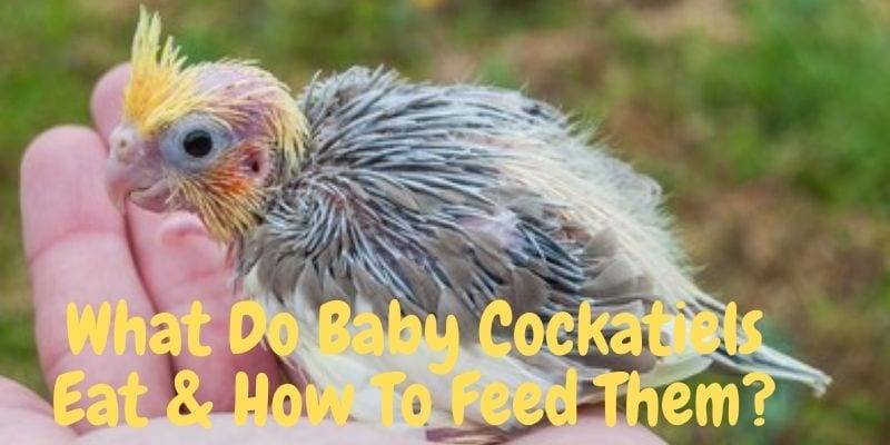 what do baby cockatiels eat - how to feed cockatiels - feed cockatiels