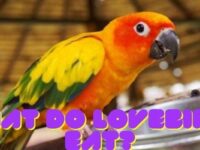 What Do Lovebirds Eat? (Best Foods & Feeding Tips)