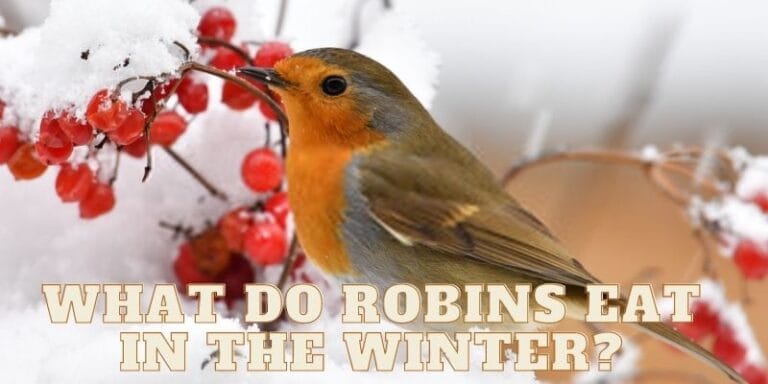 What Do Robins Eat in The Winter? (Foods & Feeding Tips)