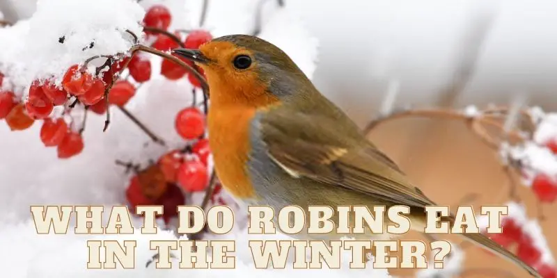 what do robins eat in the winter, robins food in the winter