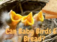 Can Baby Birds Eat Bread? (Safe or Bad?)