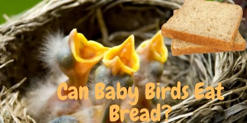 can baby birds eat bread, baby birds served with bread