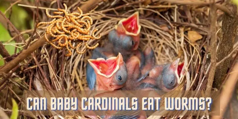 baby cardinals, worms, mealworms, can baby cardinals eat worms, do baby cardinals eat worms, can baby cardinals eat mealworms
