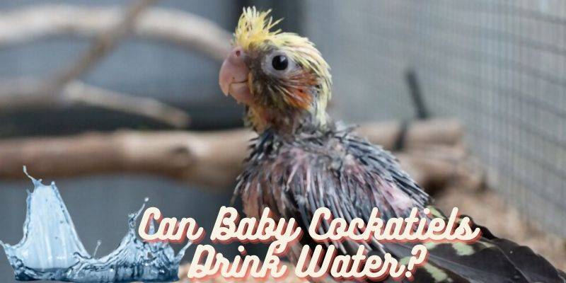 can baby cockatiels drink water