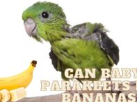 Can Baby Parakeets Eat Bananas? (Are Bananas Safe For Them?)