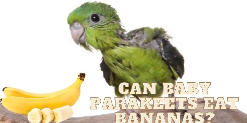baby parakeets eating bananas, do baby parakeets eat bananas, can baby parakeets eat bananas