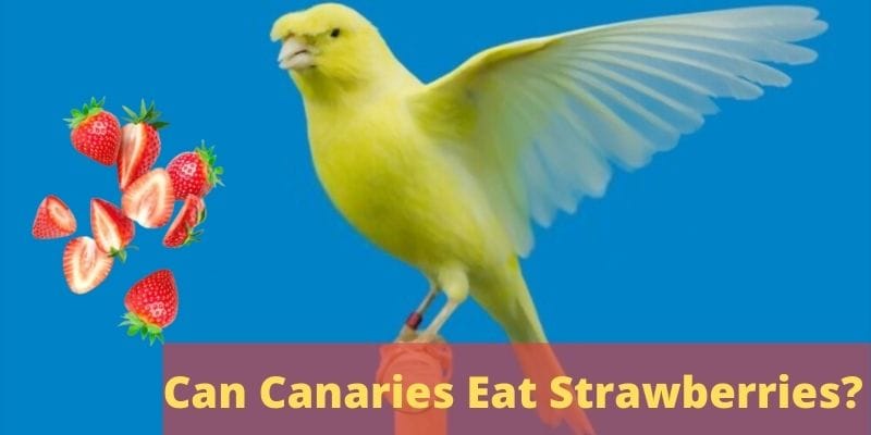 can canaries eat strawberries, do canaries eat strawberries, canaries, strawberries