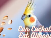 Can Cockatiels Eat Almonds? (Safe or Bad?)