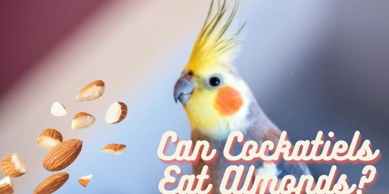 can cockatiels eat almonds