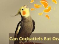 Can Cockatiels Eat Oranges? (Everything You Need to Know)