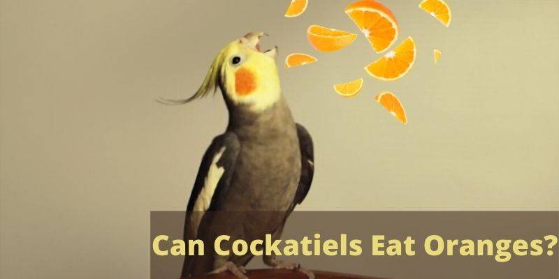can cockatiels eat oranges, do cockatiels eat oranges, can cockatiels have orange, cockatiel eating orange