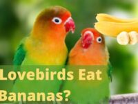 Can Lovebirds Eat Bananas? (Recommended or Not?)