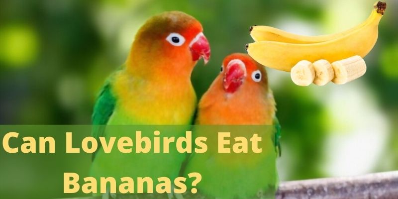 can lovebirds eat bananas, do lovebirds eat bananas