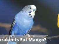 Can Parakeets Eat Mango? (Dangerous or Safe?)