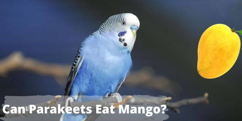 Can Parakeets Eat Mango, do budgies eat mango