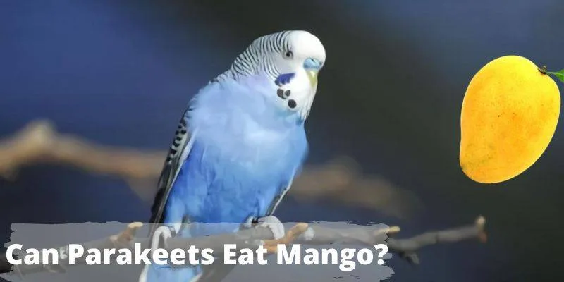 Can Parakeets Eat Mango, do budgies eat mango