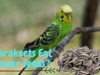 Can Parakeets Eat Sunflower Seeds? (Recommended or Not?)