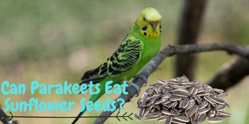 parakeets eating sunflower seeds, can parakeets eat sunflower seeds