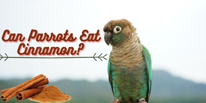 parrots cinnamon, can parrots eat cinnamon, do parrots eat cinnamon