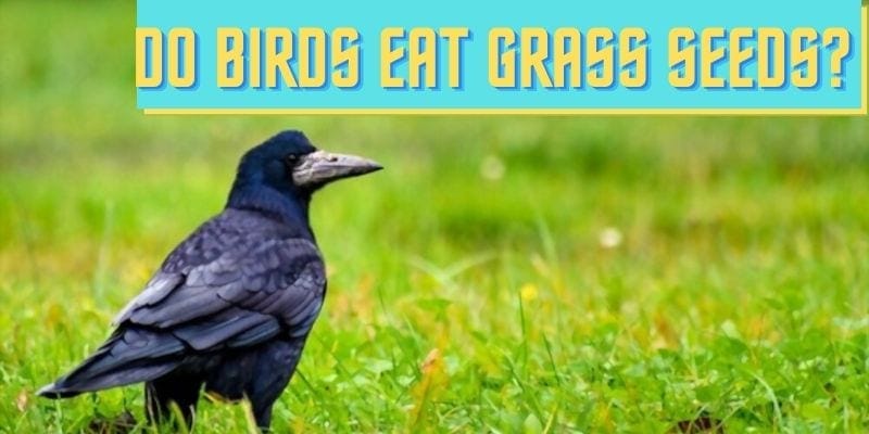 do birds eat grass seed, can birds eat grass seeds, birds eating grass seeds