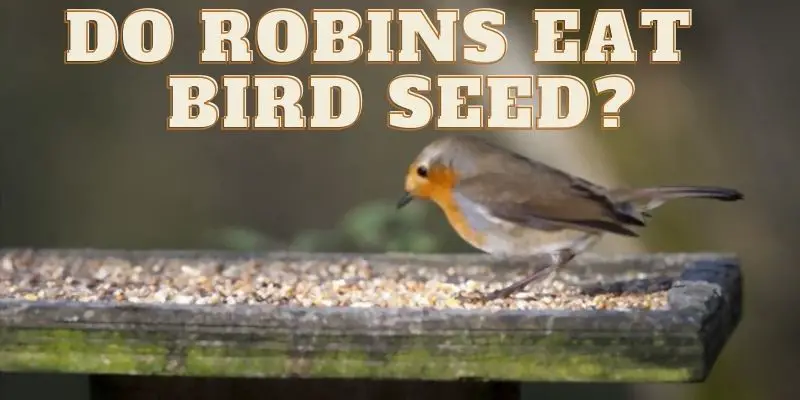 do robins eat bird seed, do robins eat bird seeds, can robins eat bird seeds
robins eating bird seeds