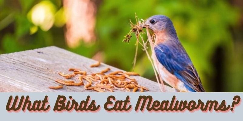 what birds eat mealworms, birds that eat mealworms