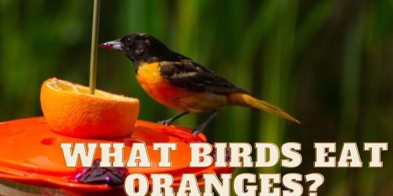 what birds eat oranges, birds that eat orange